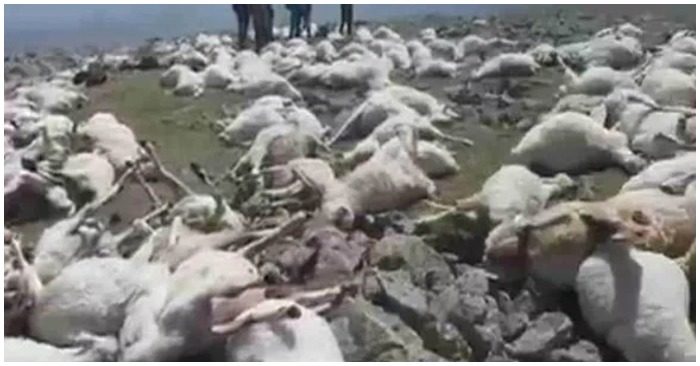 Đàn cừu hơn 550 con chết đồng loạt vì sét đánh (ảnh cắt từ clip).
