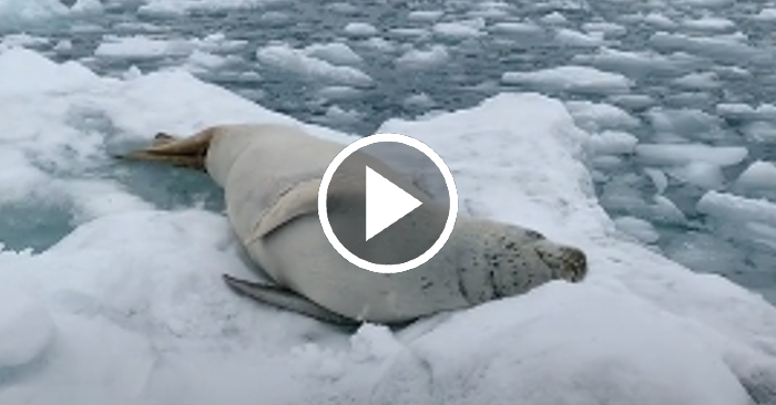 Video: Hải cẩu nằm trên tảng băng vừa ngủ vừa ngáy
