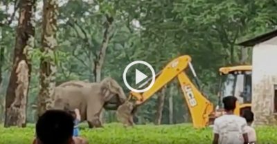 Video: Voi mẹ lao tới ‘đánh nhau’ với máy xúc để bảo vệ con