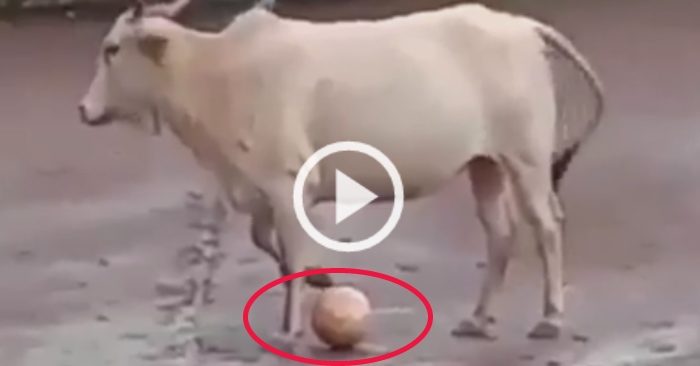 Video: Trai làng khổ sở lấy bóng từ chân 'cầu thủ bò'