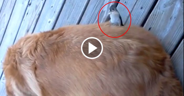 Video: Chim bạc má nhổ lông của chó để tha về làm tổ