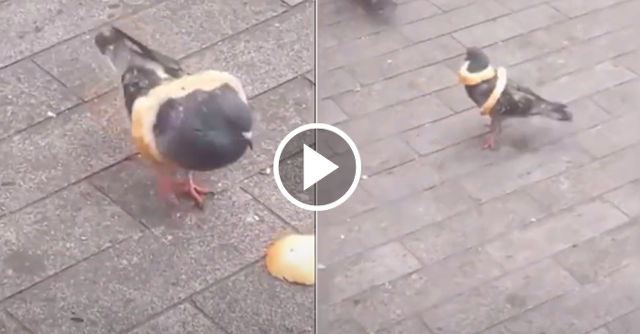 Video: Chim bồ câu thông minh thu gom bánh mì