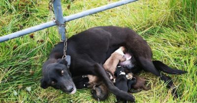 Chó mẹ bị xích ở hàng rào đang rất yếu nhưng vẫn cố gắng nuôi 6 con nhỏ
