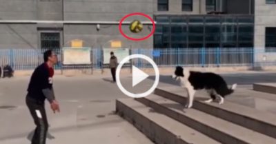 Video: Chú chó trổ tài chơi bóng chuyền điêu luyện với chủ nhân