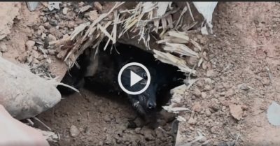 Video: Bị chôn vùi 37 ngày dưới đống đổ nát, chú chó vẫn sống sót một cách kỳ diệu