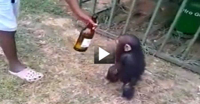 Video: Chú khỉ "bợm nhậu" liên tục đòi chủ nhân cho uống bia