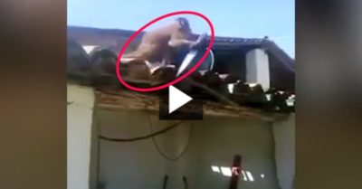 Video: Chú khỉ say xỉn cầm dao đuổi người ở quán bar