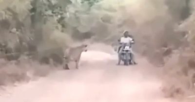 Video: 2 thanh niên chạm trán hổ dữ giữa đường và kết cục gay cấn