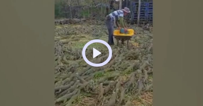 Video: Hàng nghìn con cự đà xanh bao vây người đàn ông