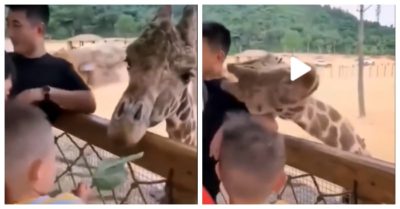 Clip: Hài hước chú hươu cao cổ không cho chàng trai chụp ảnh chung