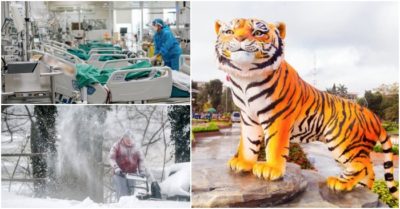 Cập nhật tối 30/1: Thêm 13.694 F0; ‘Hổ Quảng Trị’ là chú hổ đẹp nhất Tết năm nay?; Miền đông nước Mỹ ngập trong ‘bão bom tuyết’