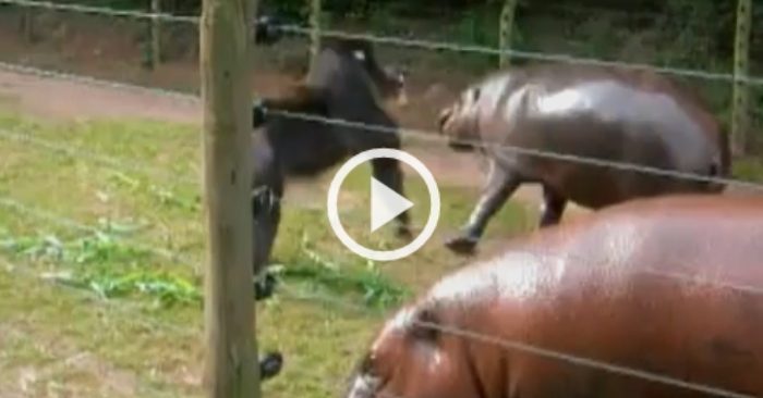 Video: Khỉ đực tung đòn vào mặt hà mã vì tham ăn