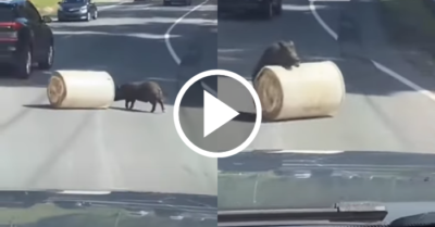 Video: Lợn rừng giúp dọn chướng ngại vật trên đường