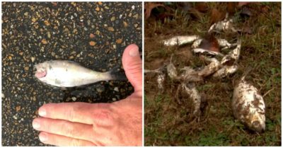 Clip: Cá bất ngờ rơi như “mưa” xuống thành phố Mỹ