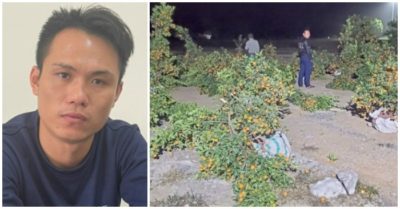 Người đàn ông Nghệ An chặt phá 28 cây quất vì ‘bán giá cao’