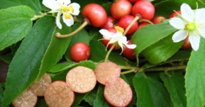 Ăn quả trứng cá có gây ung thư như lời đồn?