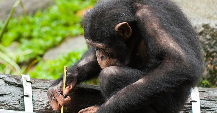 Tinh tinh giữ nơi ngủ còn sạch sẽ hơn con người