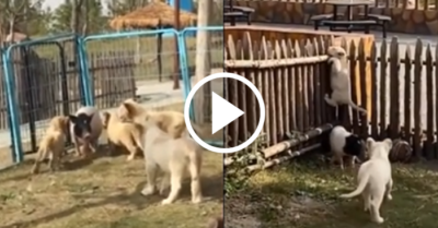 Video: Sư tử con trèo rào bỏ trốn vì bị heo con đuổi