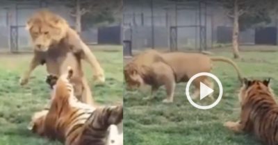 Video: Hổ lộn ngửa thoát khỏi cú ngoạm của sư tử, giương vuốt lên phản đòn