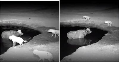 Video: Bị đàn linh cẩu truy đuổi, trâu rừng giữ được tính mạng nhờ phản ứng thông minh