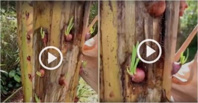 Video: Chồng được vợ khen sáng tạo khi trồng hành trên thân cây chuối