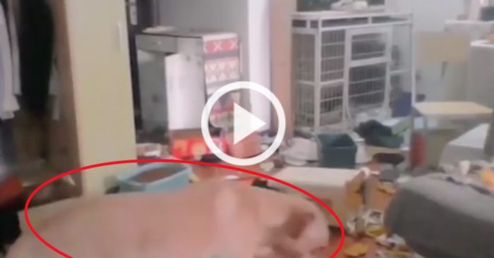 Video: Chó cưng biến nhà thành bãi rác khi chủ nhân đi cách ly