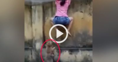 Video: Cô bé khổ sở vì bị hai chú chó cún ‘tấn công’