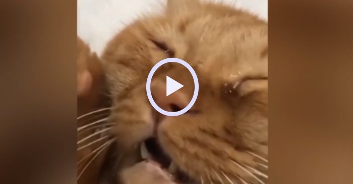 Video: Chú mèo khóc ăn vạ chủ nhân vì để sổng mất con chuột