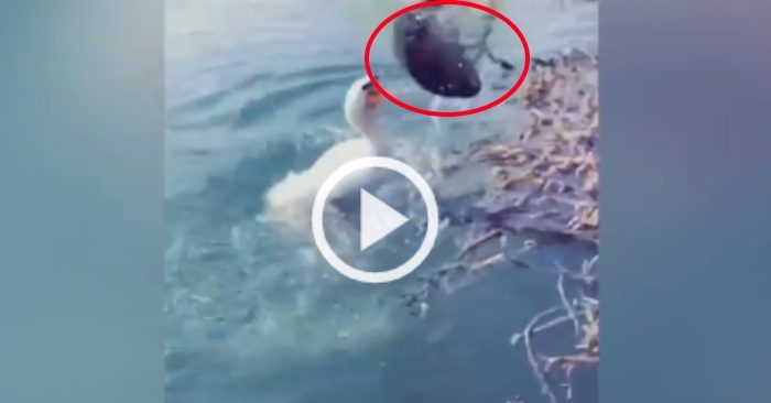 Video: Con chim nổi đóa vì bị ngư dân nẫng tay trên mất con cá to