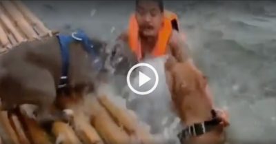 Video: Hai con chó pitbull hợp sức cứu chủ vờ chết đuối