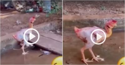 Video: Gà trụi lông lững thững bước đi ở sân vườn
