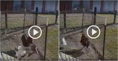 Video: Gà trống bay ra đánh diều hâu giải cứu gà mái