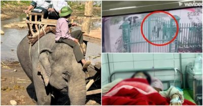 Cập nhật tối 10/2: Vụ voi ở Đắk Lắk bị ‘hành hạ’: Chủ voi lý giải bị cây rừng đâm; Nữ sinh lớp 8 bị bố của bạn đánh chấn thương sọ não