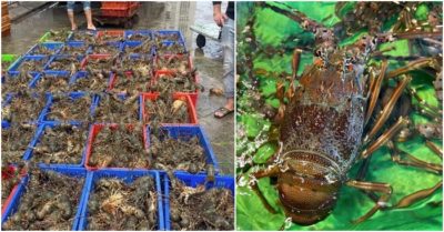 Tôm hùm “mắc kẹt” ở cửa khẩu, người dân kêu gọi giải cứu