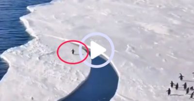 Video: Màn tẩu thoát ngoạn mục khỏi băng tan của chim cánh cụt