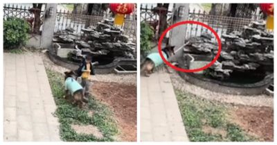 Video: Chú chó kéo bé trai ra xa bể nước rồi tự ngậm vợt lại vớt bóng