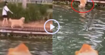 Video: Chó cưng bỏ chủ nhảy xuống hồ, bơi theo tiếng gọi của đùi gà