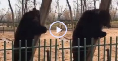 Video: Con gấu ôm cây dỗi khi bị mất miếng ăn