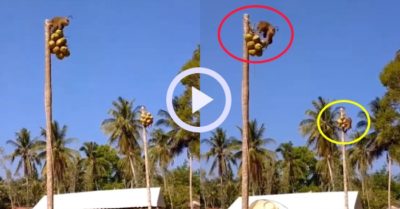 Video: Hai con khỉ thi leo cây hái dừa