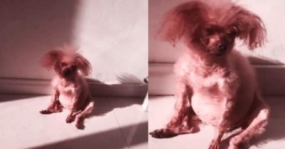 Video: Nhìn bộ dạng cún cưng sau 1 tháng gửi bạn trai chăm sóc, cô gái ôm mặt khóc nức nở