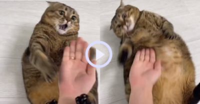 Video: Màn đáp trả nhanh nhẹn của con mèo ú khi chủ nhân xuất chiêu