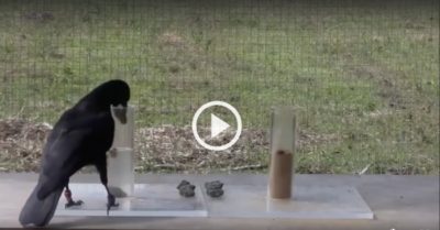 Video: Con quạ thông minh tìm cách uống nước trong lọ