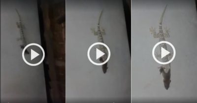 Video: Tắc kè chịu đói vì bắt chuột to không thể nuốt