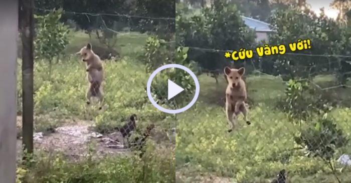 Video: Cún cưng trèo rào bị cô chủ bắt quả tang