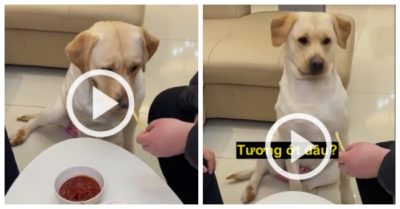 Video: Chó cưng dỗi không ăn vì thiếu nước chấm