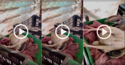 Video: Khoảnh khắc gà mái nằm thở rặn đẻ trứng