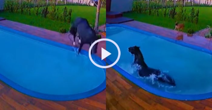 Video: Giải cứu con ngựa rơi xuống hồ bơi khi đuổi theo chú chó