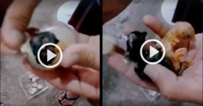 Video: Bóc vỏ trứng giúp cặp gà sinh đôi nở thành công