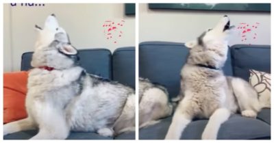 Clip: Khi mấy chú Husky nổi hứng hát hò