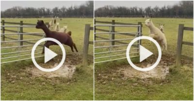 Clip: Lạc đà Alpaca xếp hàng thi nhảy xa